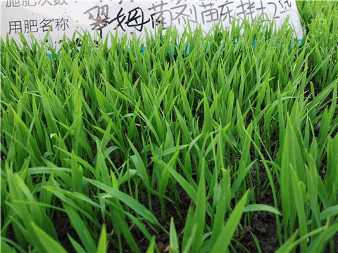 微生物菌劑，拉姆拉