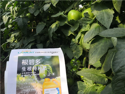 根碧多，拉姆拉