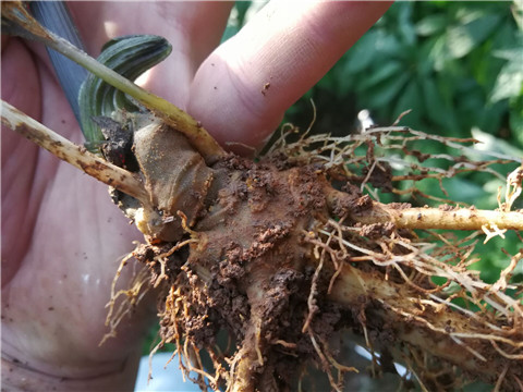 微生物菌劑，翠姆，拉姆拉