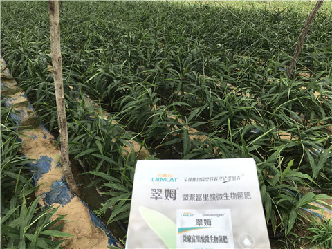 微生物菌劑，翠姆，拉姆拉