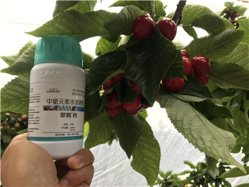 鈣肥，拉姆拉，翠姆