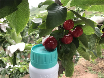 鈣肥，拉姆拉，翠姆