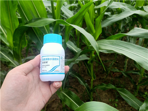 安碧解，拉姆拉