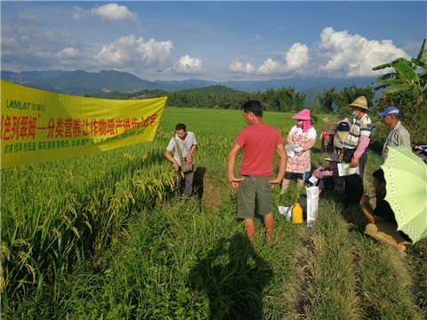葉面肥，水稻灌漿肥，拉姆拉