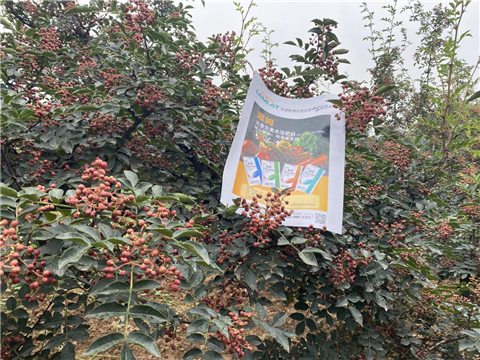 花椒種植，大量元素水溶肥，翠姆