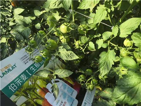 水溶肥，拉姆拉