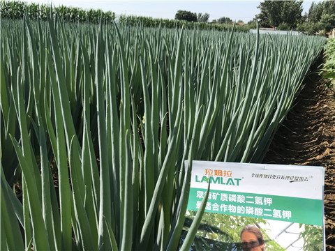 進(jìn)口水溶肥品牌，拉姆拉，翠姆