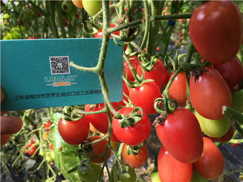 進(jìn)口水溶肥，翠姆，拉姆拉