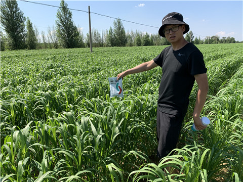 磷酸二氫鉀，拉姆拉，翠姆