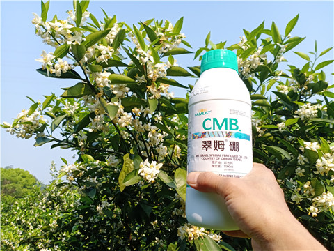 硼肥，拉姆拉，翠姆