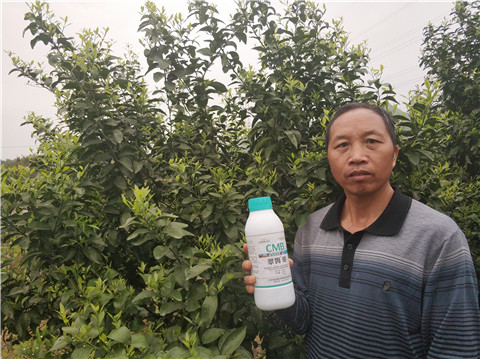 硼肥，拉姆拉，翠姆