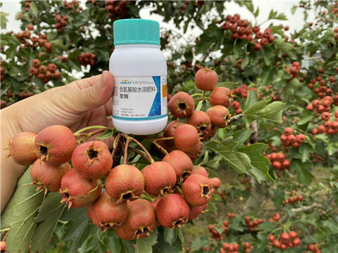 葉面肥，翠姆，拉姆拉