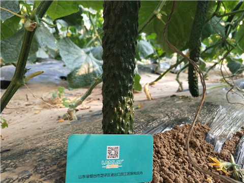 葉面肥，安碧解，除草劑藥害