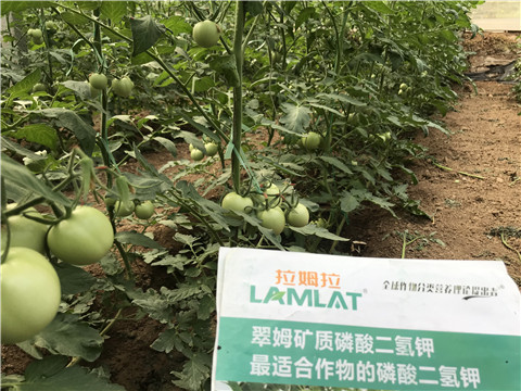 進(jìn)口水溶肥，拉姆拉，翠姆