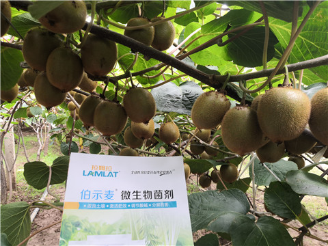 微生物菌劑，生根劑，伯示麥，拉姆拉