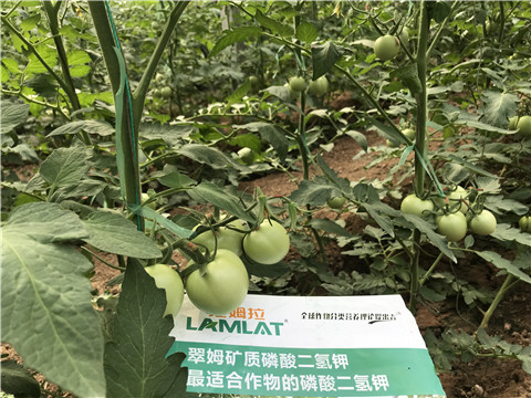 磷酸二氫鉀，拉姆拉，翠姆