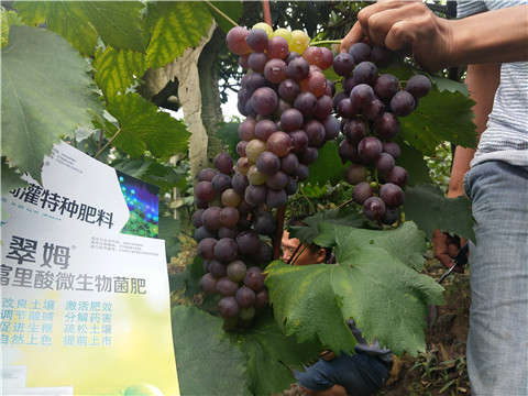 微生物菌劑，拉姆拉，翠姆