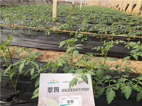 水溶肥，拉姆拉，翠姆