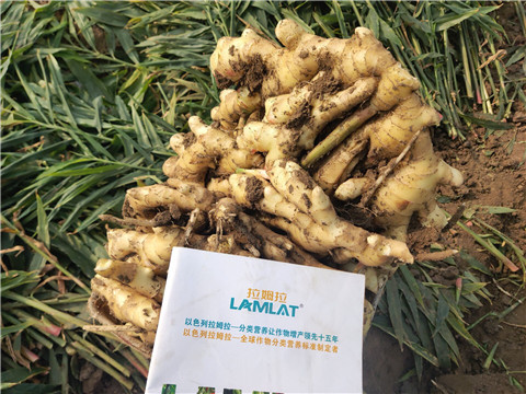 水溶肥，拉姆拉，翠姆