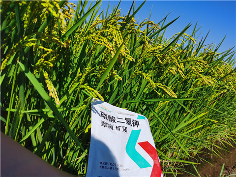 水溶肥，磷酸二氫鉀