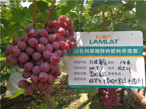 進(jìn)口水溶肥，拉姆拉，翠姆