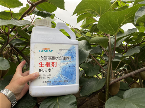 水溶肥，生根劑，微生物菌劑，伯示麥，拉姆拉