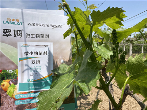 微生物菌劑，拉姆拉，翠姆