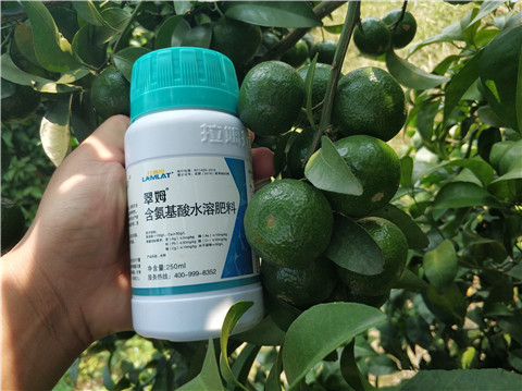 葉面肥，拉姆拉，翠姆