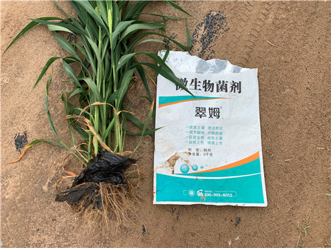 微生物菌劑，拉姆拉，翠姆