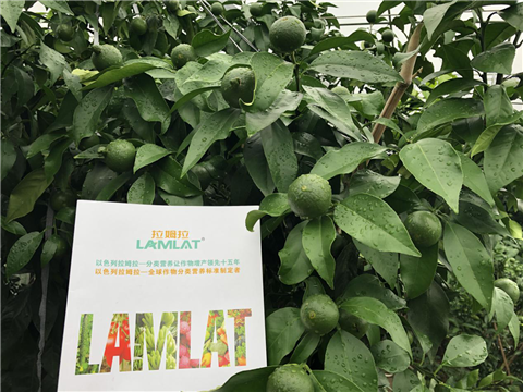 水溶肥，拉姆拉，翠姆