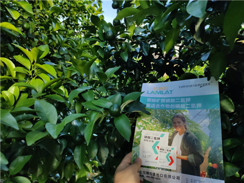 水溶肥，拉姆拉，翠姆