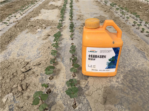 水溶肥，拉姆拉，翠姆