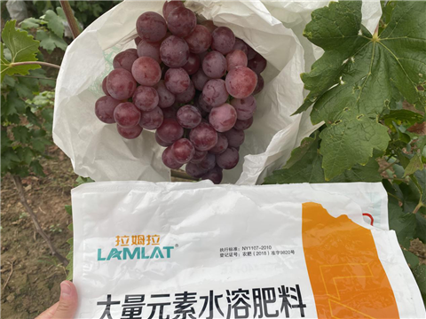 大量元素水溶肥，拉姆拉，翠姆