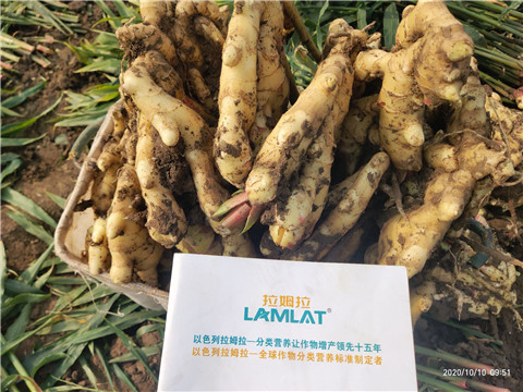 水溶肥，拉姆拉，翠姆