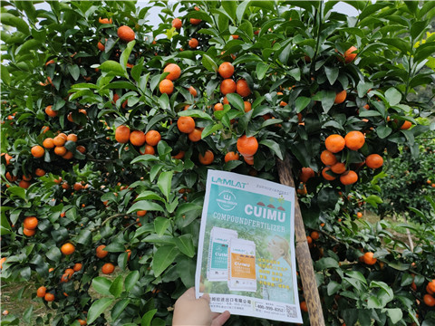 顆粒水溶肥，拉姆拉，翠姆