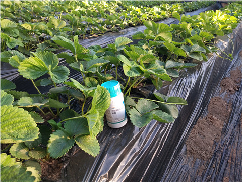 葉面肥，拉姆拉，翠姆