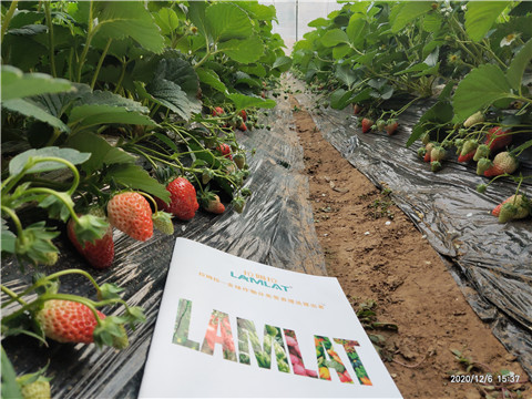 葉面肥，拉姆拉，翠姆