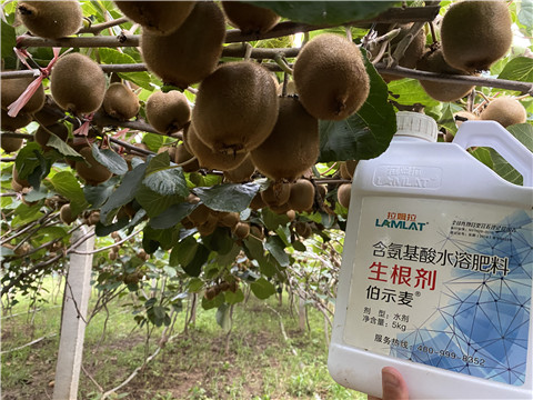 進口水溶肥，拉姆拉，伯示麥