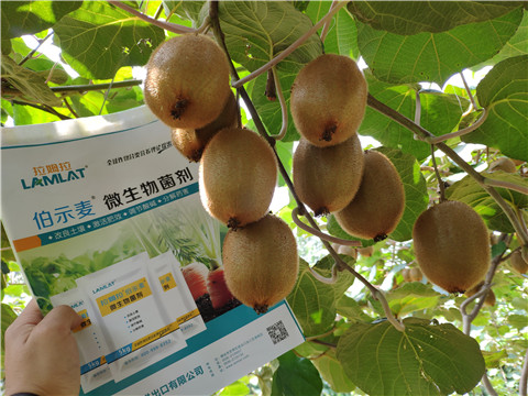 進口水溶肥，拉姆拉，伯示麥