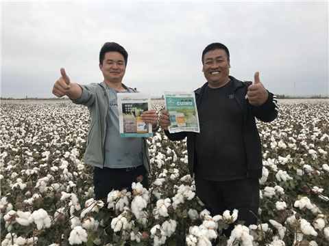 棉花，水溶肥，拉姆拉，翠姆