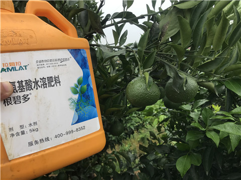 水溶肥，拉姆拉，翠姆