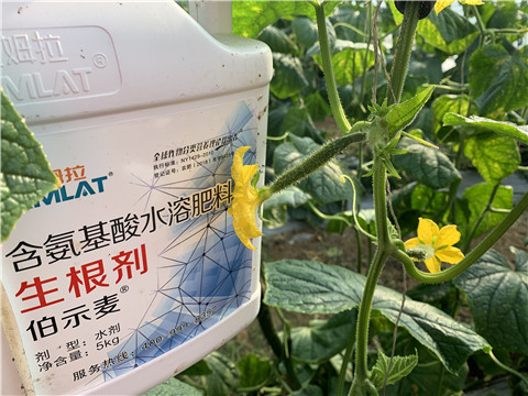 水溶肥，拉姆拉，伯示麥