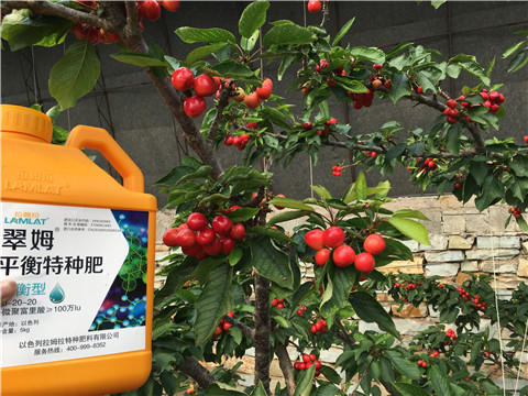 水溶肥，拉姆拉，翠姆