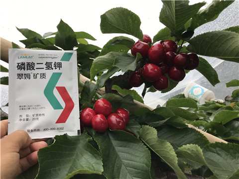 水溶肥，拉姆拉，翠姆