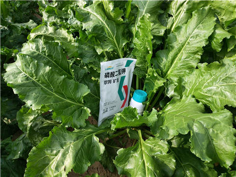 水溶肥，拉姆拉，翠姆