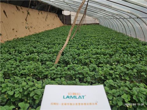 水溶肥，拉姆拉，翠姆