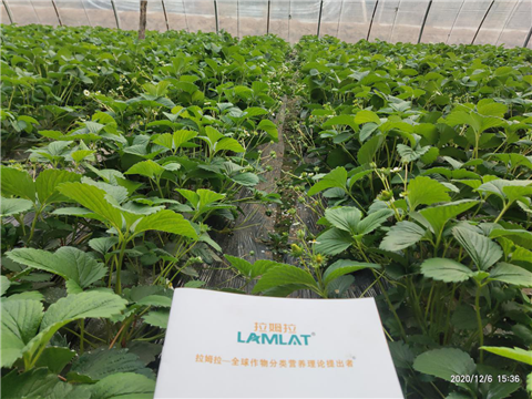 水溶肥，拉姆拉，翠姆