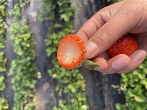 水溶肥，拉姆拉，翠姆