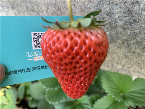 水溶肥，拉姆拉，翠姆