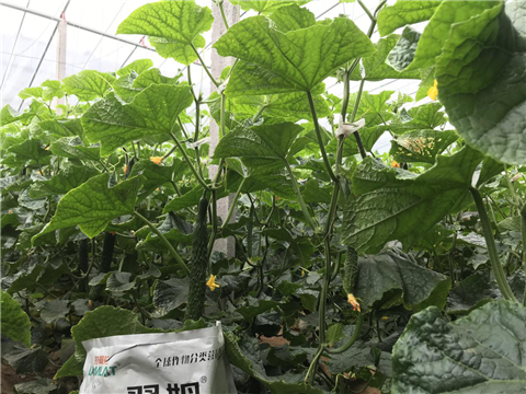 微生物菌劑，拉姆拉，翠姆